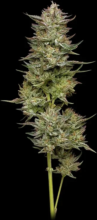 Jelly Donutz Fem (Humboldt Seed Company)