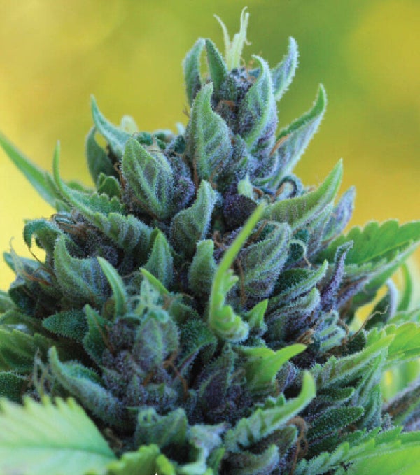 Humboldt Dream Fem (Humboldt Seed Company)