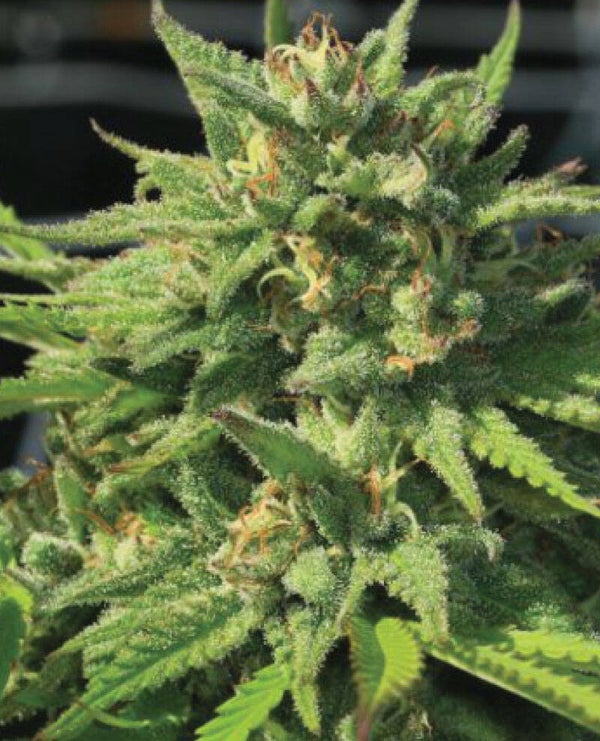 Bigfoot Glue Fem (Humboldt Seed Company)