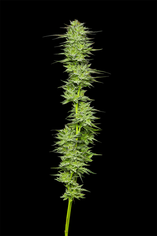 Mountaintop Mint Fem (Humboldt Seed Company)