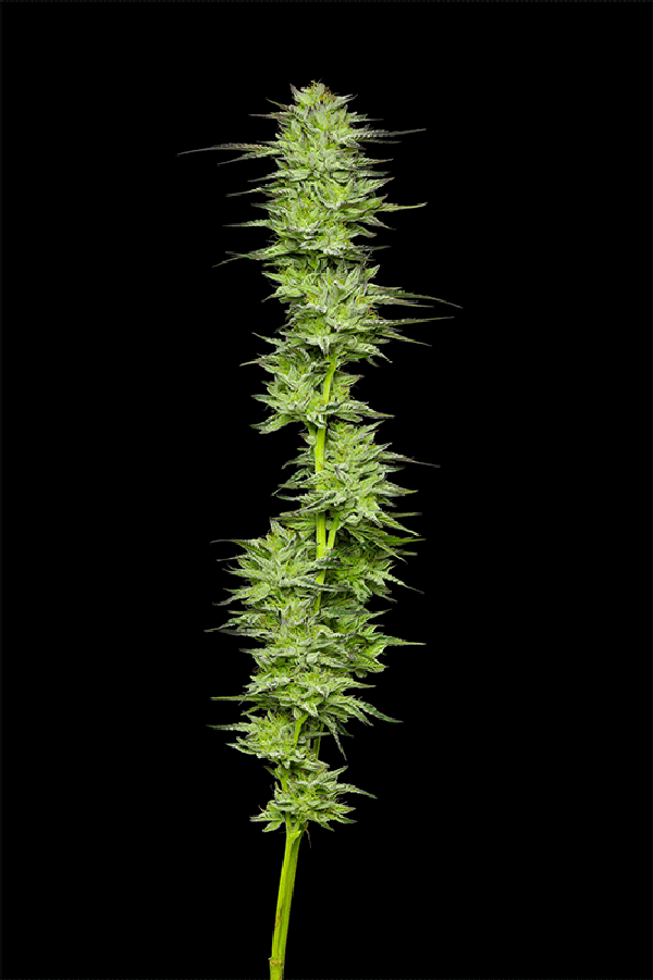 Mountaintop Mint Fem (Humboldt Seed Company)