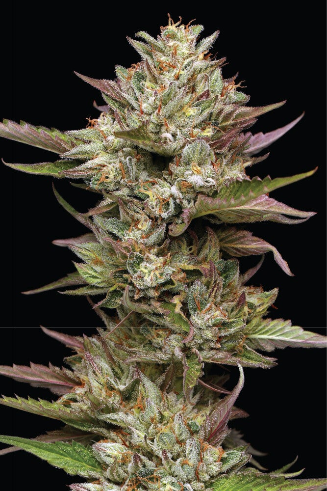 Moon Fog Fem (Humboldt Seed Company)