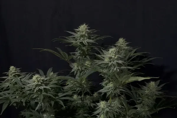 GG4 Sherbet FF (2Fast4Buds)