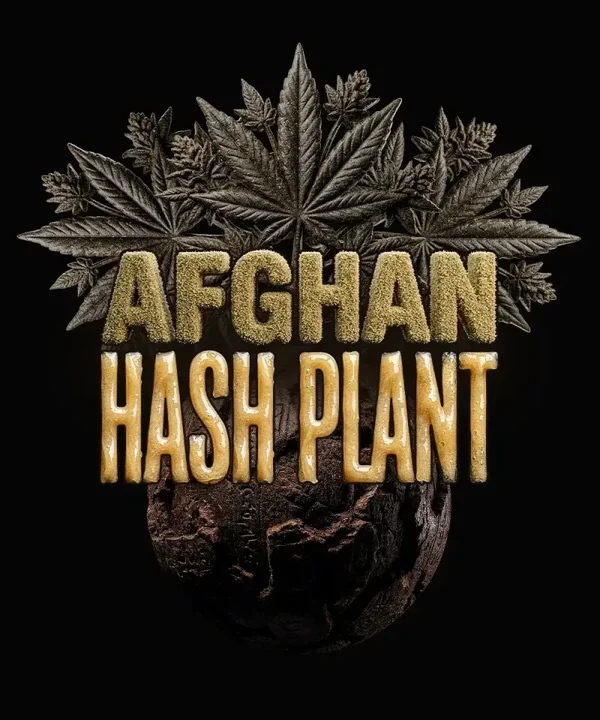 Afghan Hash Plant Auto (Barney's Farm)