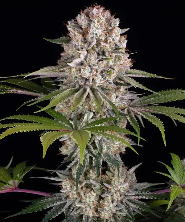 Amnesia Haze Fem (Barney's Farm)