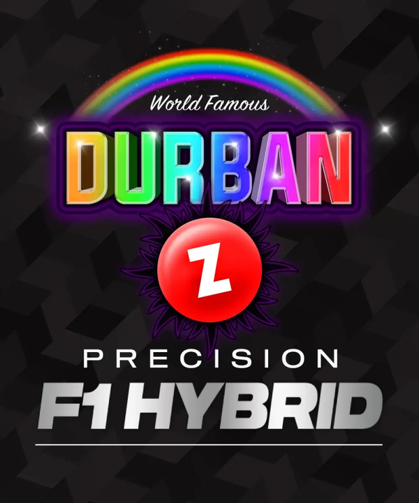 Durban Z F1 Fem (Barney's Farm)