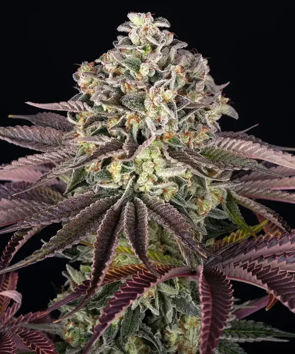 GrandDaddy Purple Fem (Barney's Farm)