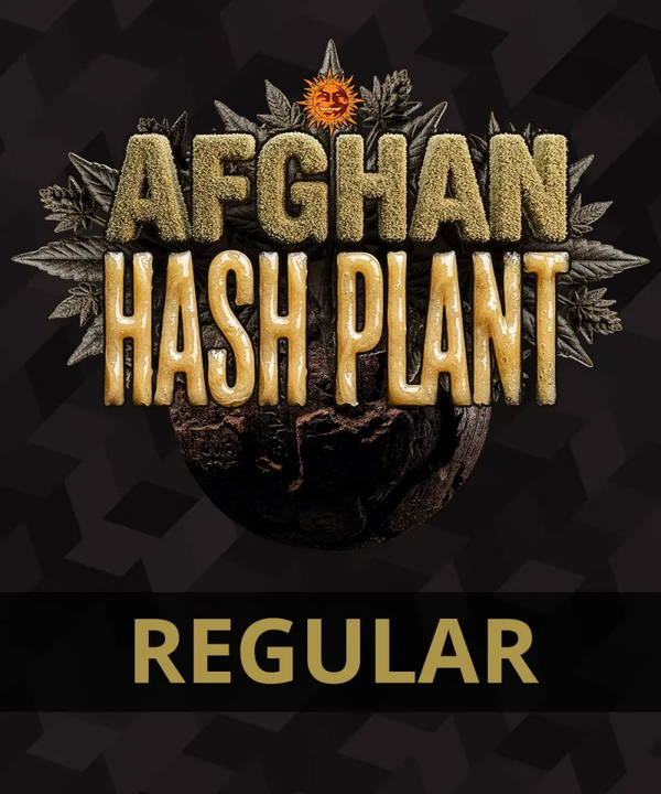 Afghan Hash Plant Reg (Barney's Farm)