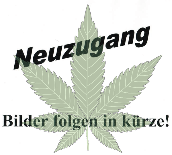 Silver Haze Feminisiert