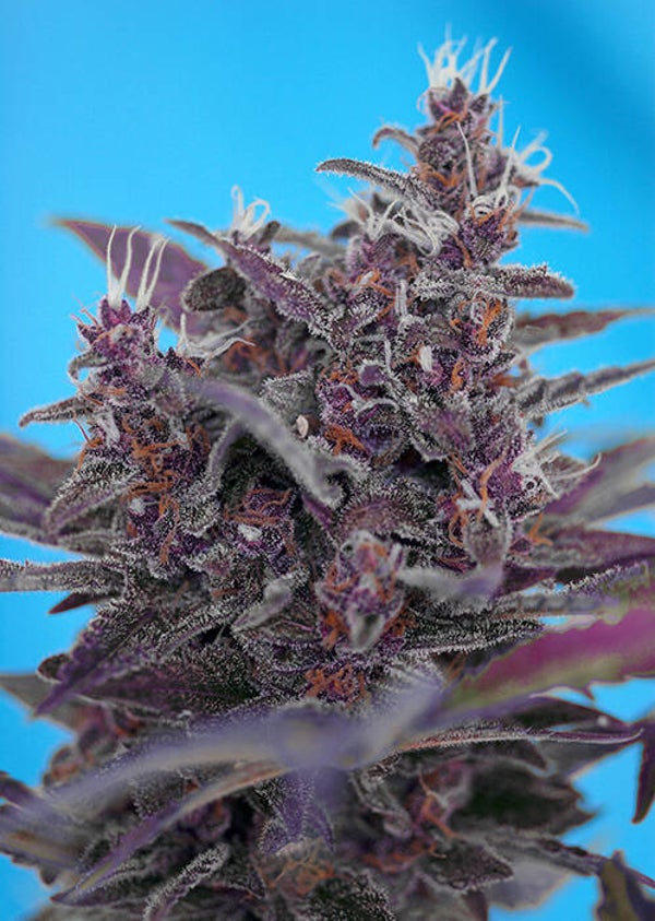 Black Cream Auto (Sweet Seeds)