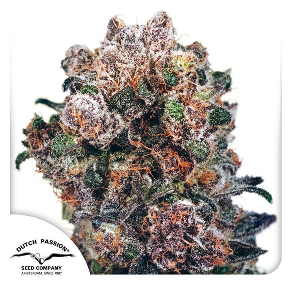 Blueberry Fem (Dutch Passion)