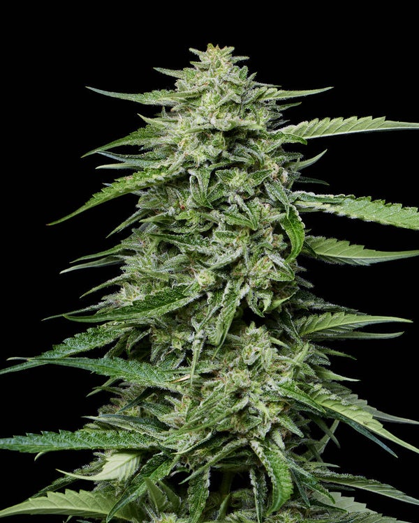 Blueberry Honey Fem (Humboldt Seed Company)