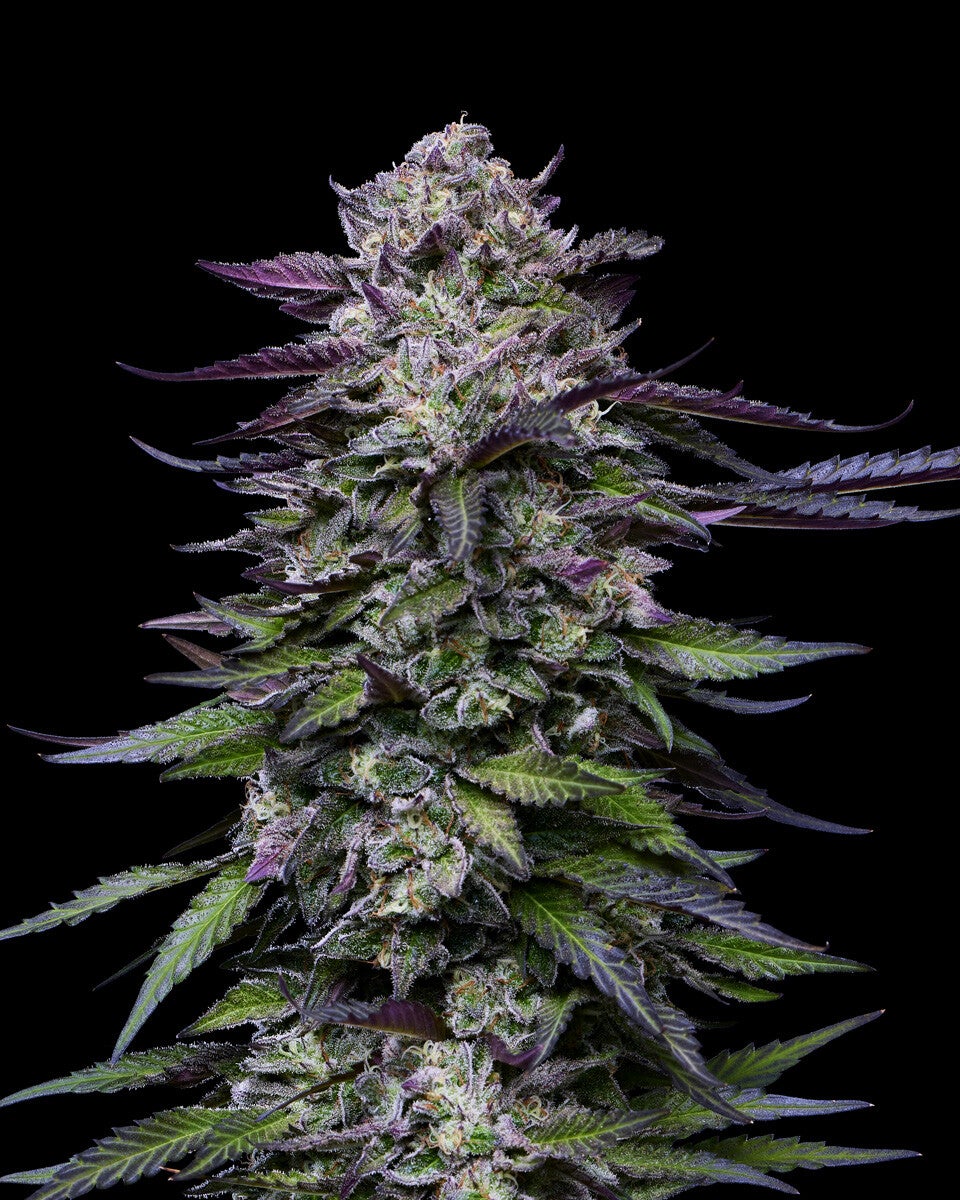 Candy Hustle Fem (Humboldt Seed Company)