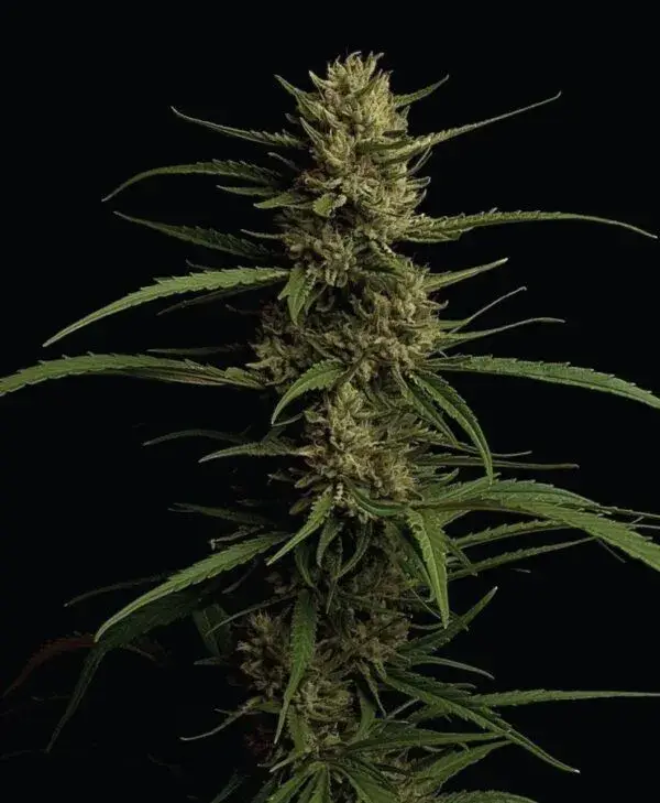 Caribbean Queen Fem (Humboldt Seed Company)
