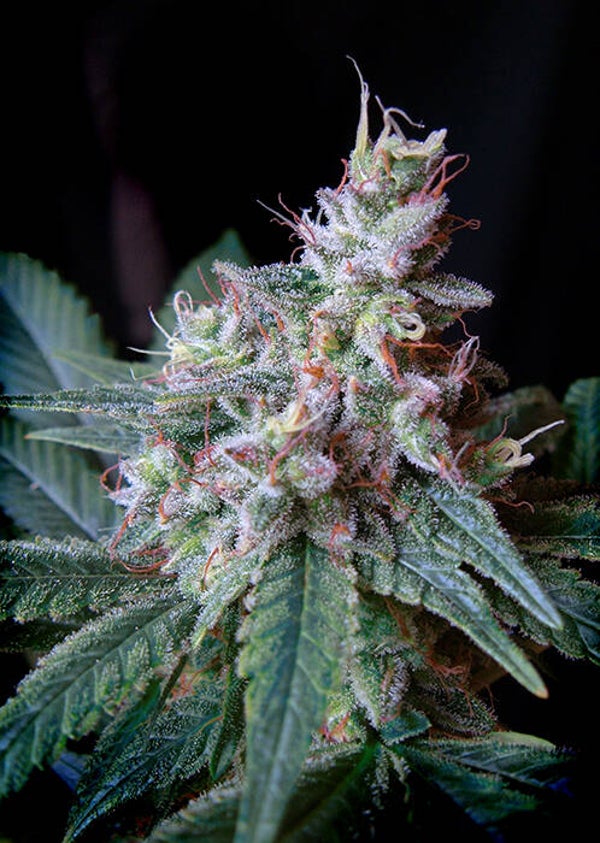 Cream Caramel F1 Fast Version (Sweet Seeds)