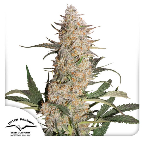Critical Orange Punch Fem (Dutch Passion)