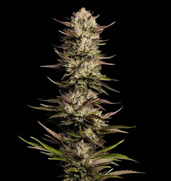 California Octane Fem (Humboldt Seed Company)
