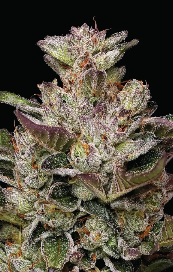 Donutz Fem (Humboldt Seed Company)