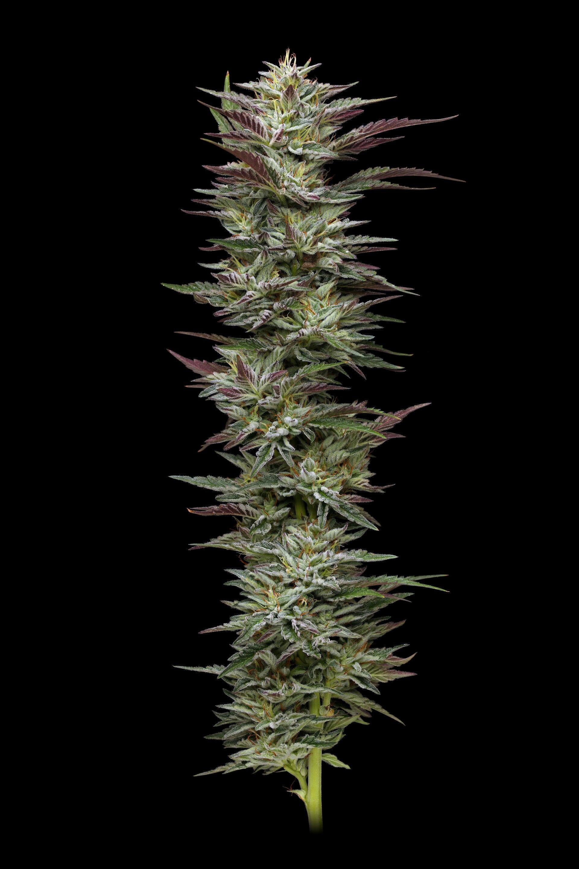Notorious THC Fem (Humboldt Seed Company)