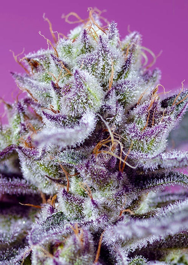 Diablo's Delight XL Auto (Sweet Seeds)