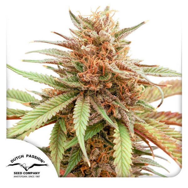 Durban Dew Fem (Dutch Passion)