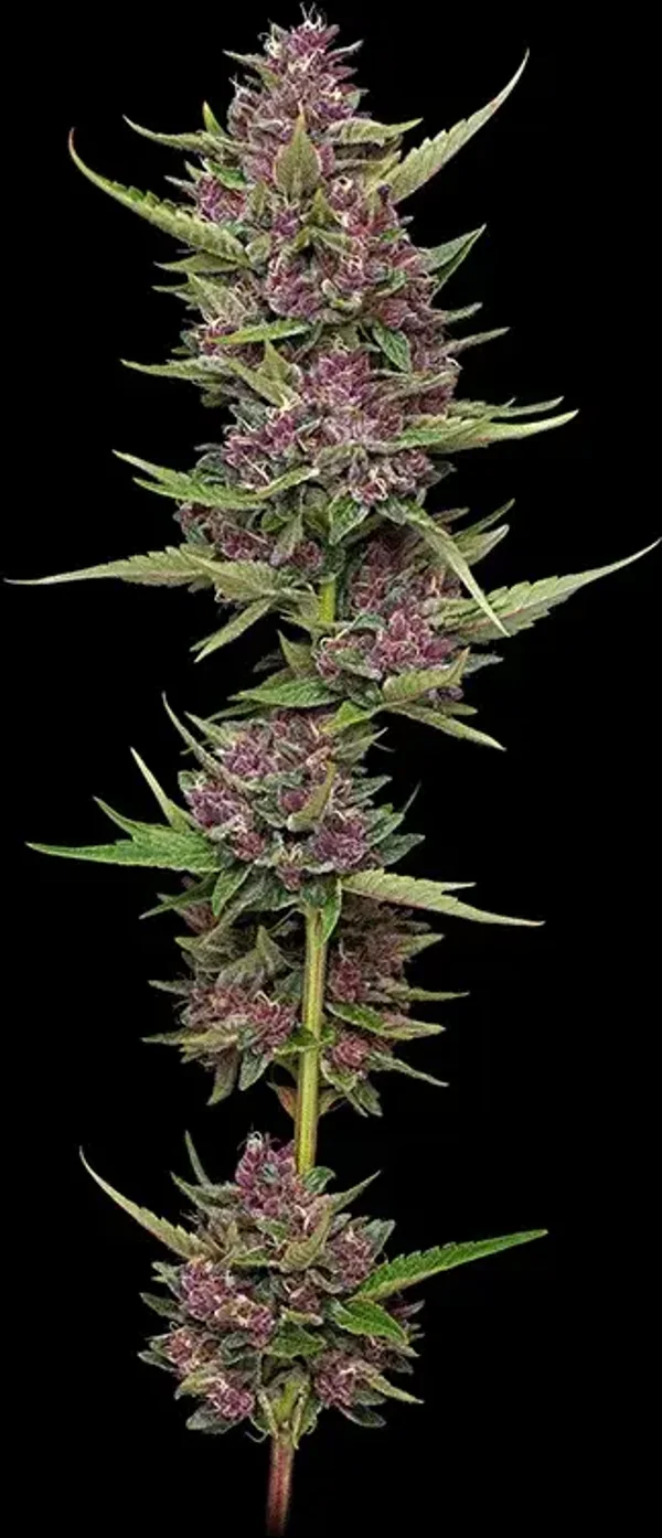 All Gas OG Fem (Humboldt Seed Company)