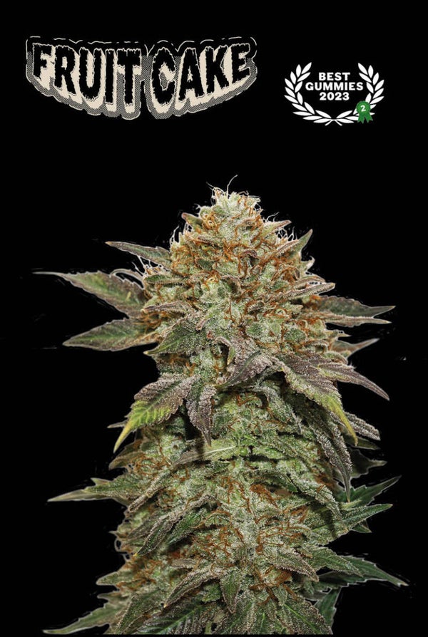 Fruit Cake© Fem (Seed Stockers)