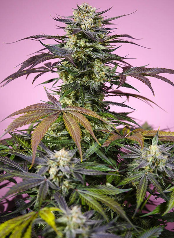 Gelonade Fem (Sweet Seeds)