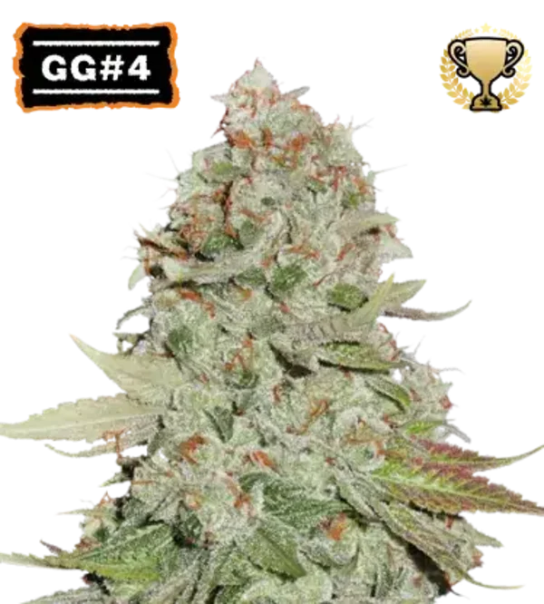 GG4 Fem (Seed Stockers)