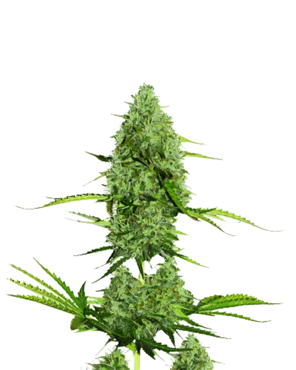 Hawaii Maui Waui Feminisiert