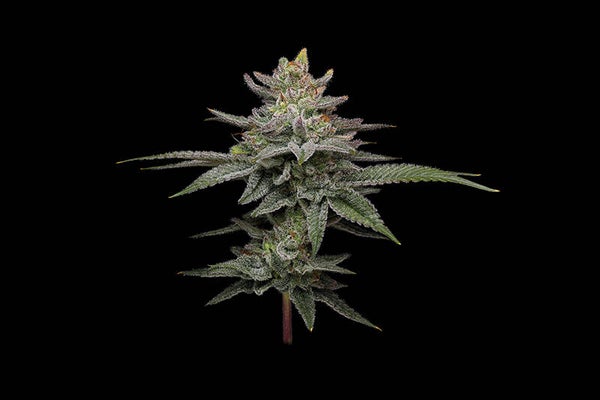 Blueberry Cupcake Fem (Humboldt Seed Company)