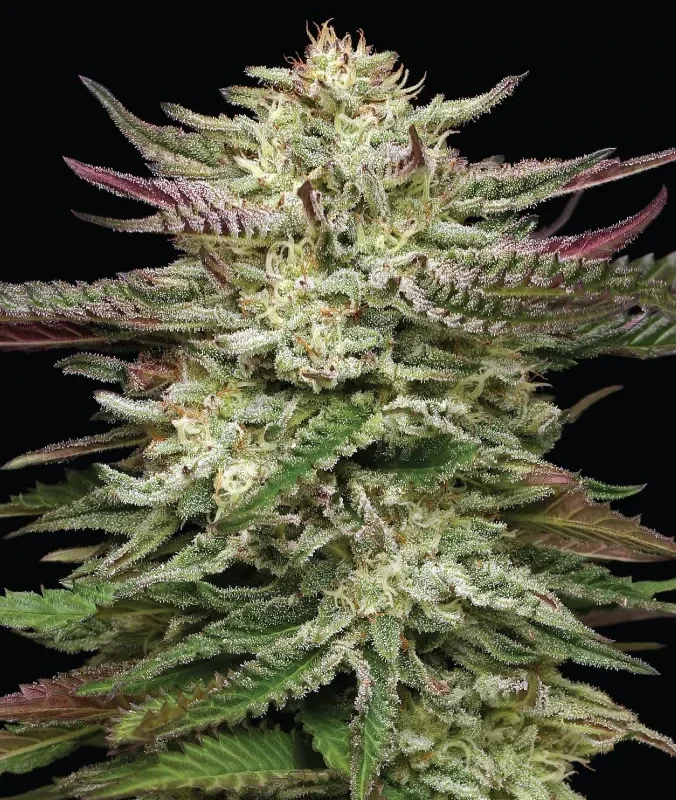 Humboldt Headband Fem (Humboldt Seed Company)