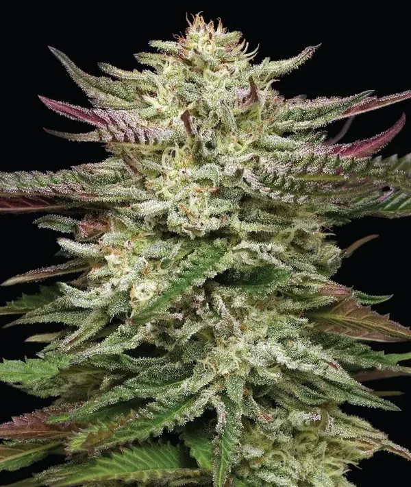 Humboldt Headband Fem (Humboldt Seed Company)