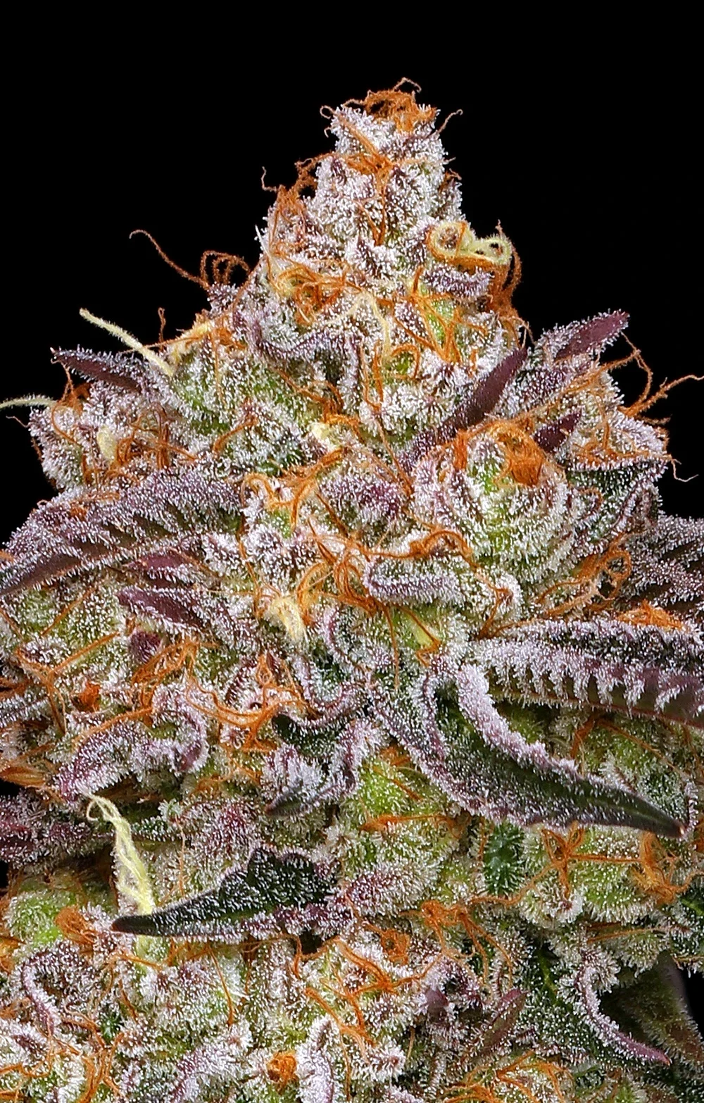 Granny Candy Fem (Humboldt Seed Company)