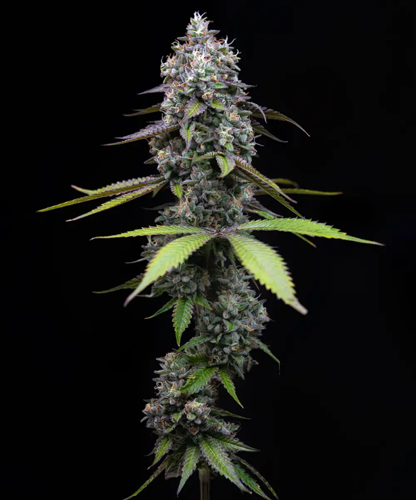 Zoap Fem (Barney's Farm)
