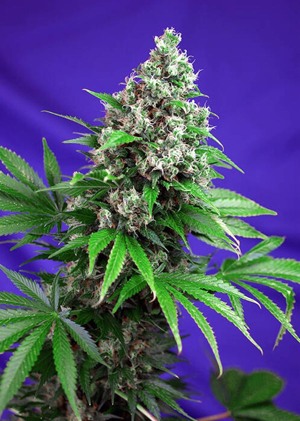 Killer Kush F1 Fast Version (Sweet Seeds)