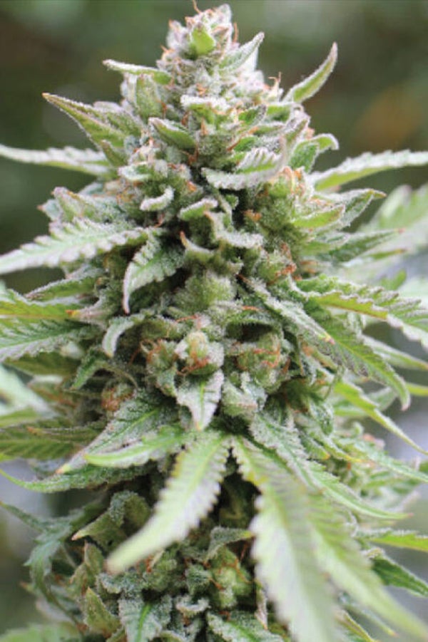 Lemongrass Fem (Humboldt Seed Company)