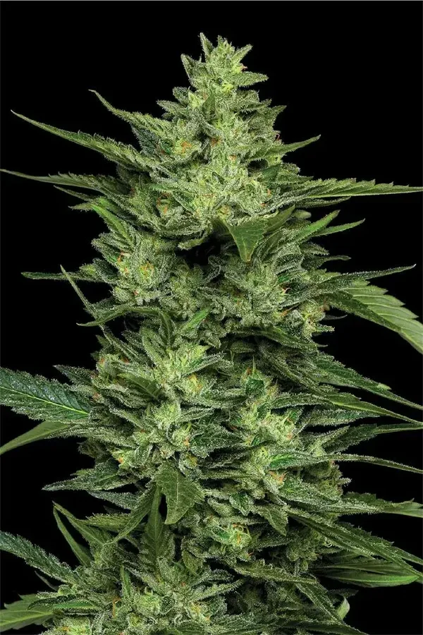 Limez Fem (Humboldt Seed Company)
