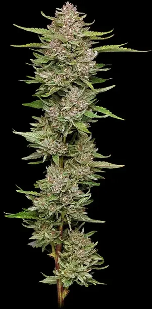 Hella Jelly Fem (Humboldt Seed Company)