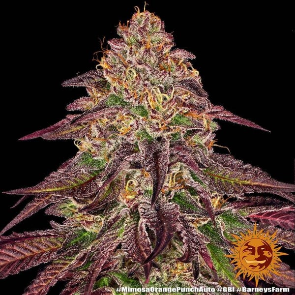 Mimosa x Orange Punch Auto (Barney's Farm)