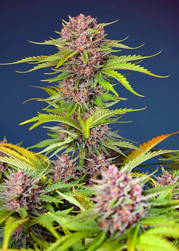 Mimosa Bruce Banner XL Auto (Sweet Seeds)