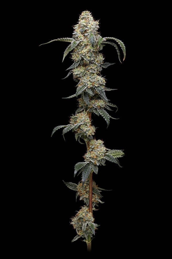 Farmer's Daughter Fem (Humboldt Seed Company)