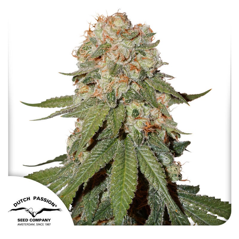 Orange Bud Fem (Dutch Passion)