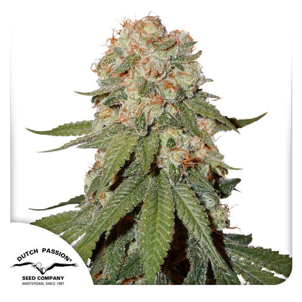 Orange Bud Fem (Dutch Passion)