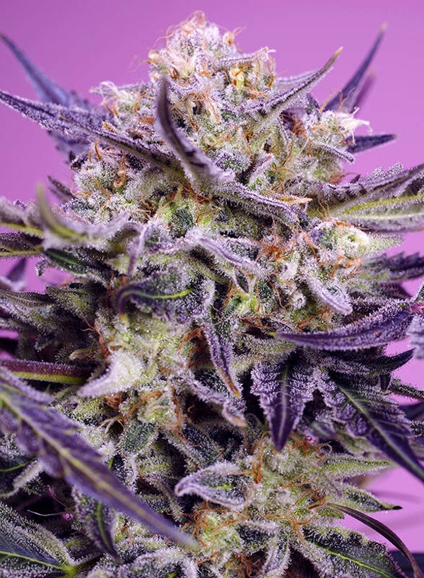 Pink Guava F1 Fast Version (Sweet Seeds)