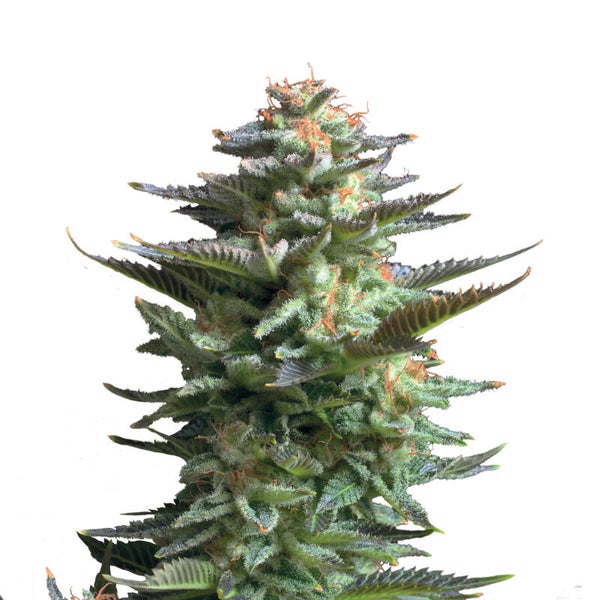 Amnesia Haze Fem (Royal Queen Seeds)