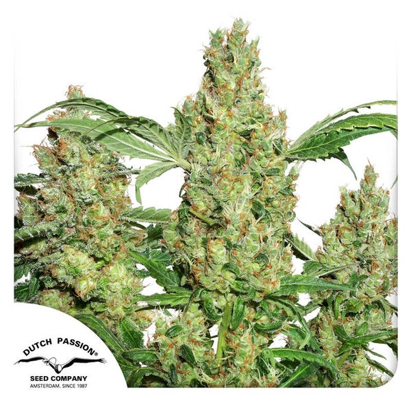 Power Plant Fem (Dutch Passion)