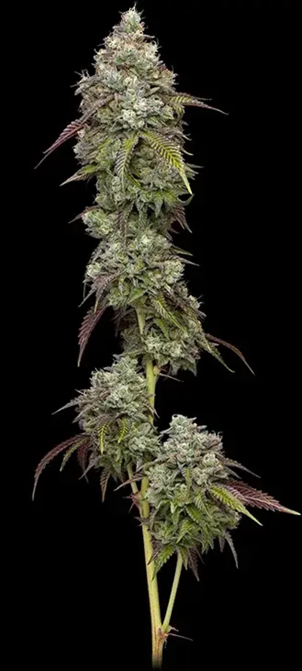 Vanilla Frosting Fem (Humboldt Seed Company)