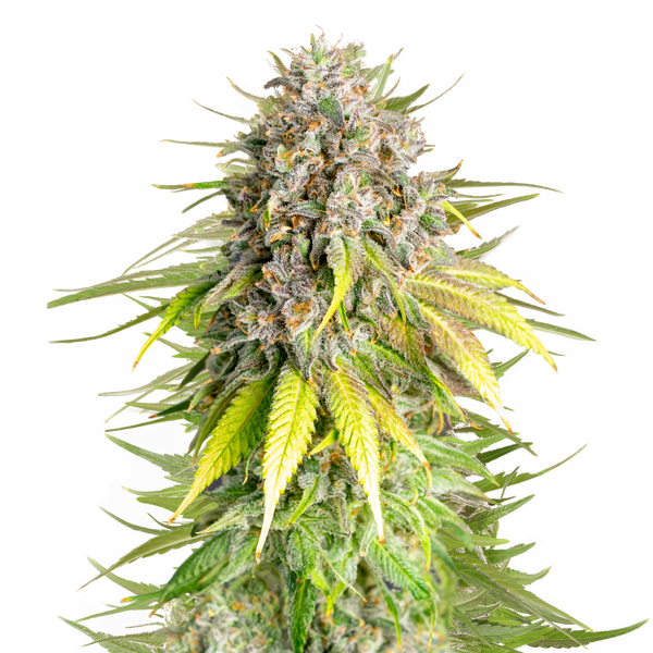 Punch Pie Fem (Royal Queen Seeds)