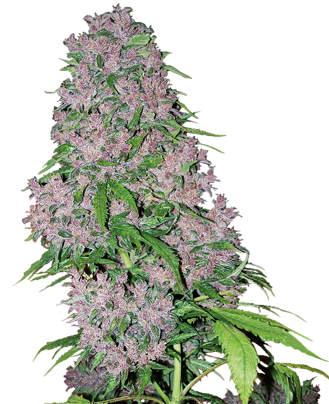Purple Bud Fem (Sensi Seeds)
